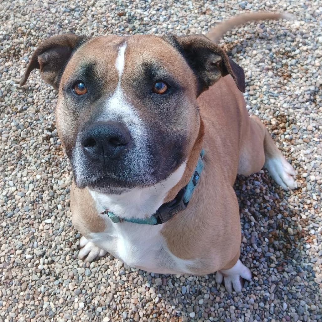 Enlarge Nala II, a Adoptable mixed breed in Wadena, MN image 5/6