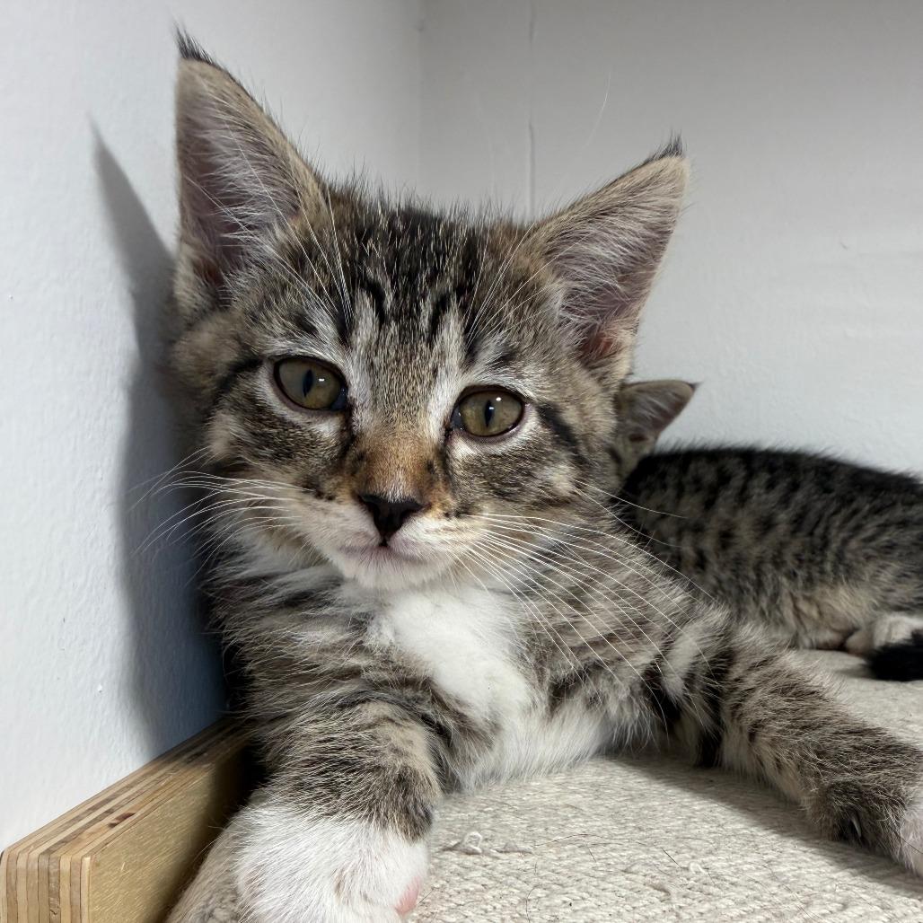 Jellybean, Adoptable, Kitten Female Domestic Short Hair.