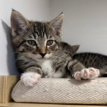 Enlarge Jellybean, a Adoptable Domestic Short Hair in St. Louis, MO image 2/3