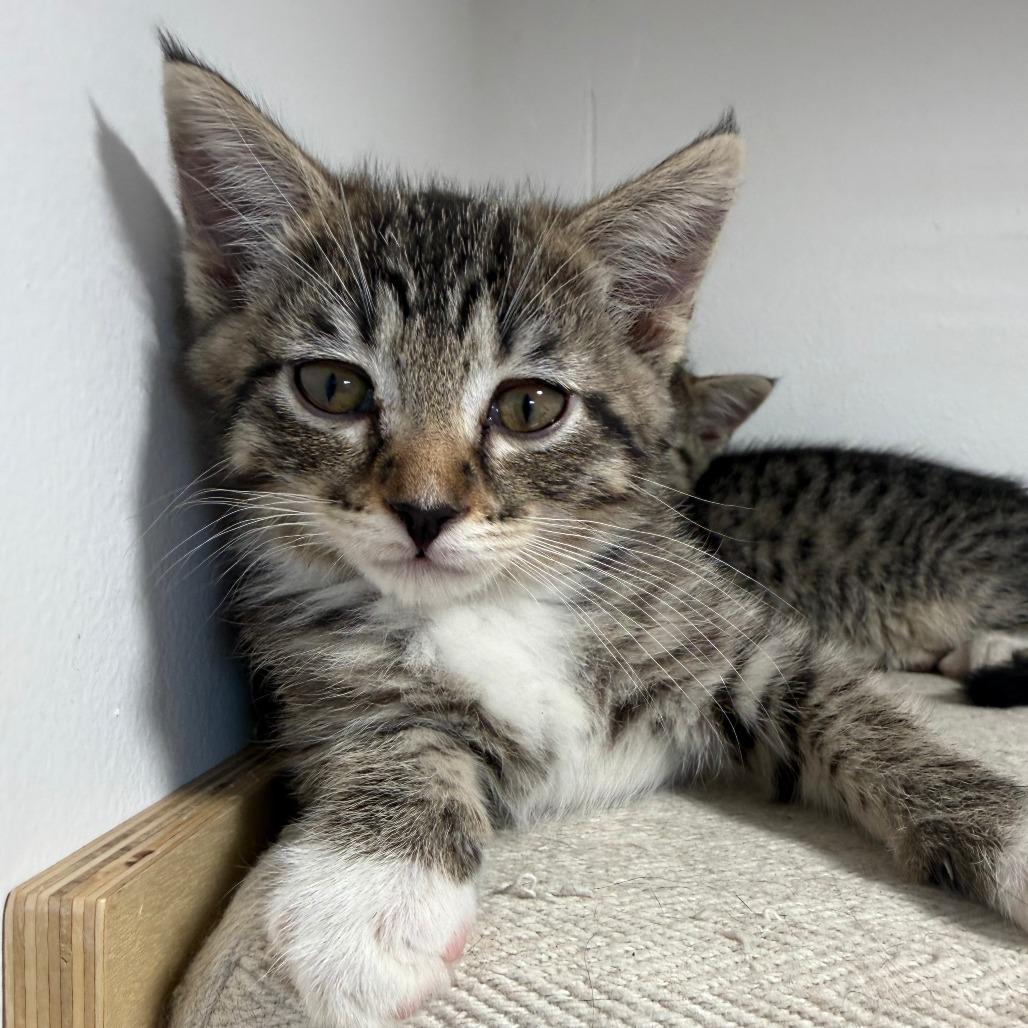 Enlarge Jellybean, a Adoptable Domestic Short Hair in St. Louis, MO image 3/3