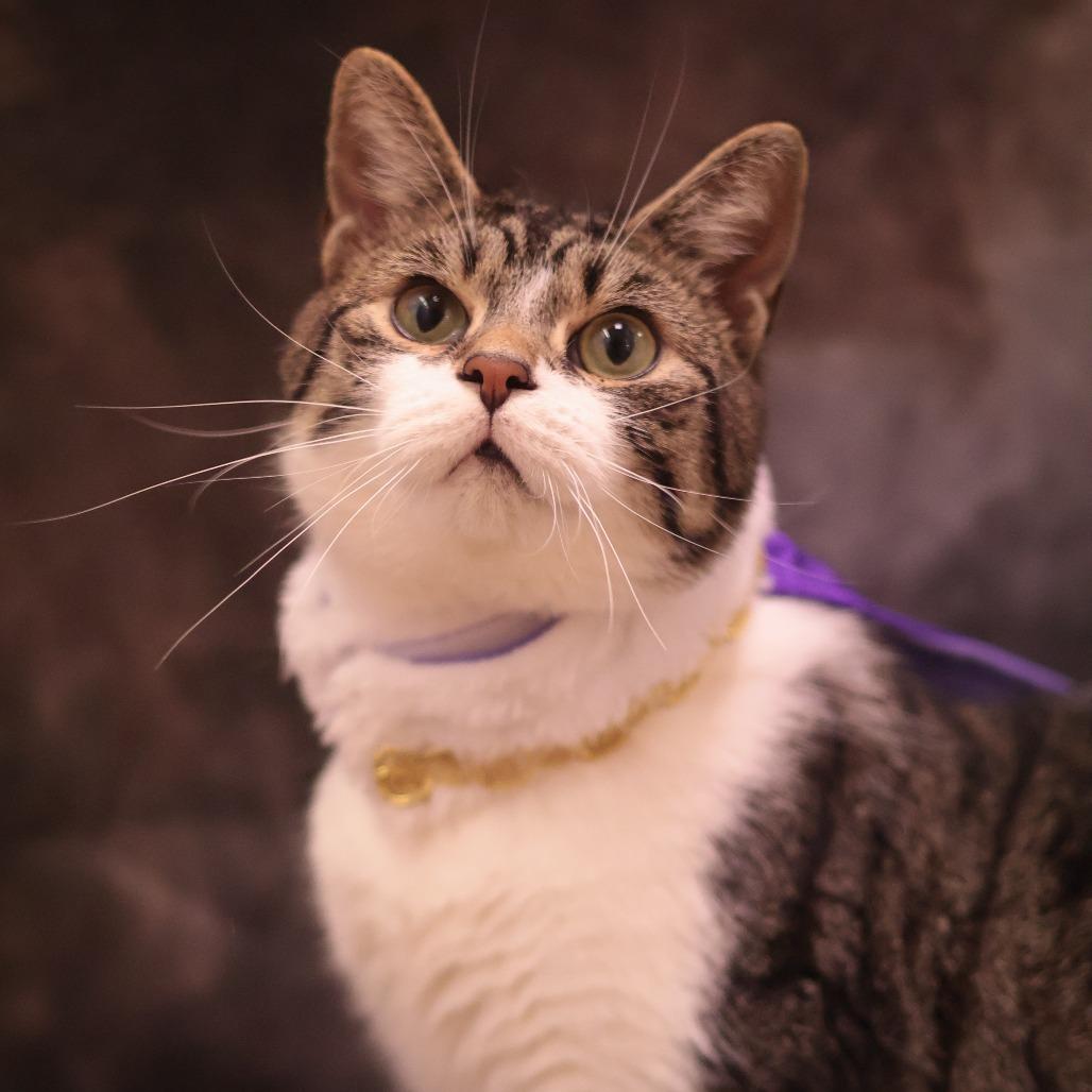 Bingo, Adoptable, Adult Male Domestic Short Hair.