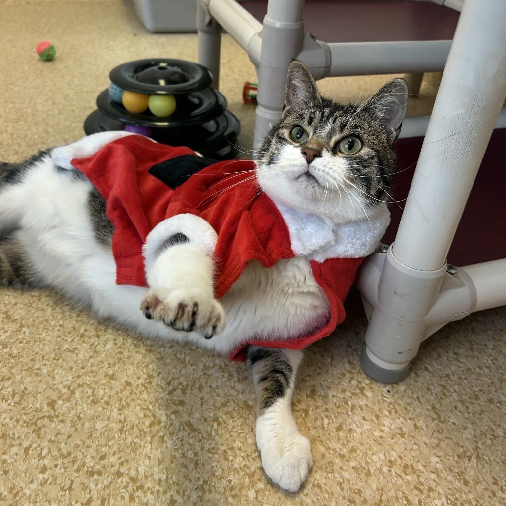 Enlarge Bingo, a Adoptable Domestic Short Hair in Philadelphia, PA image 3/6