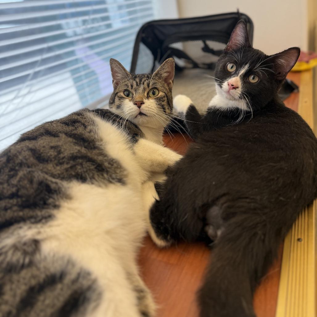 Enlarge Bingo, a Adoptable Domestic Short Hair in Philadelphia, PA image 5/6