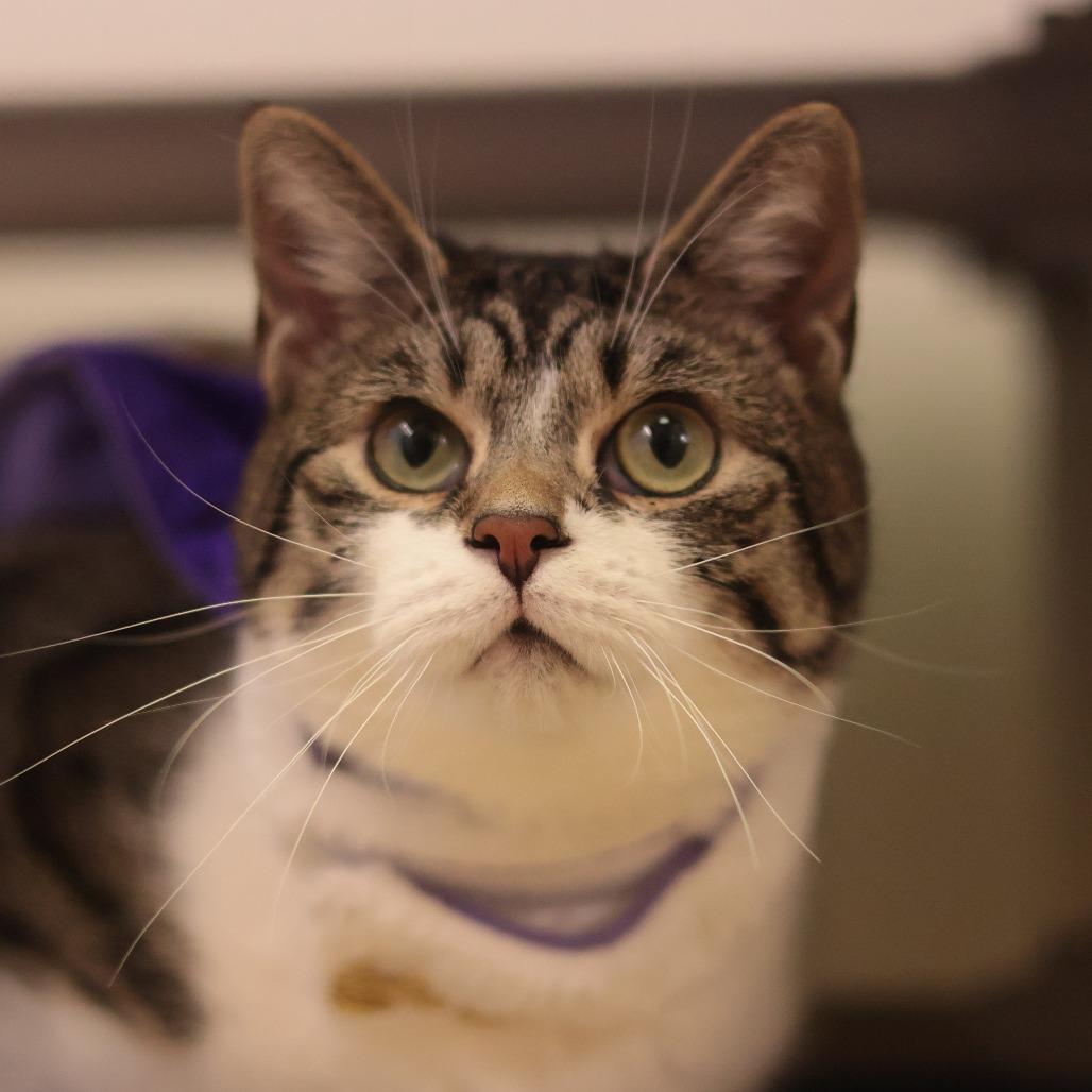 Enlarge Bingo, a Adoptable Domestic Short Hair in Philadelphia, PA image 6/6