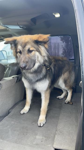 HADES, Adoptable, Adult Male German Shepherd Dog & Siberian Husky.