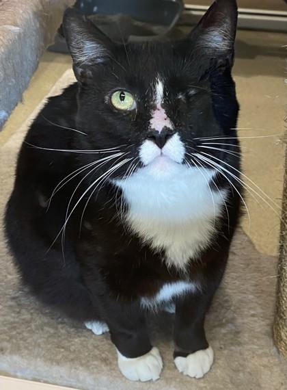 Enlarge Horus, a Adoptable mixed breed in North Richland Hills, TX image 1/1