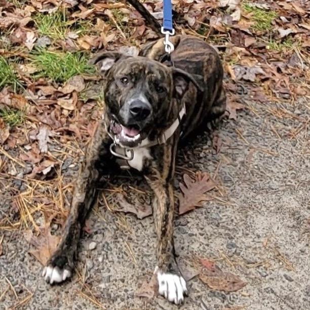 Caponie, a Adoptable Mixed Breed in Asheville, NC image 1/6