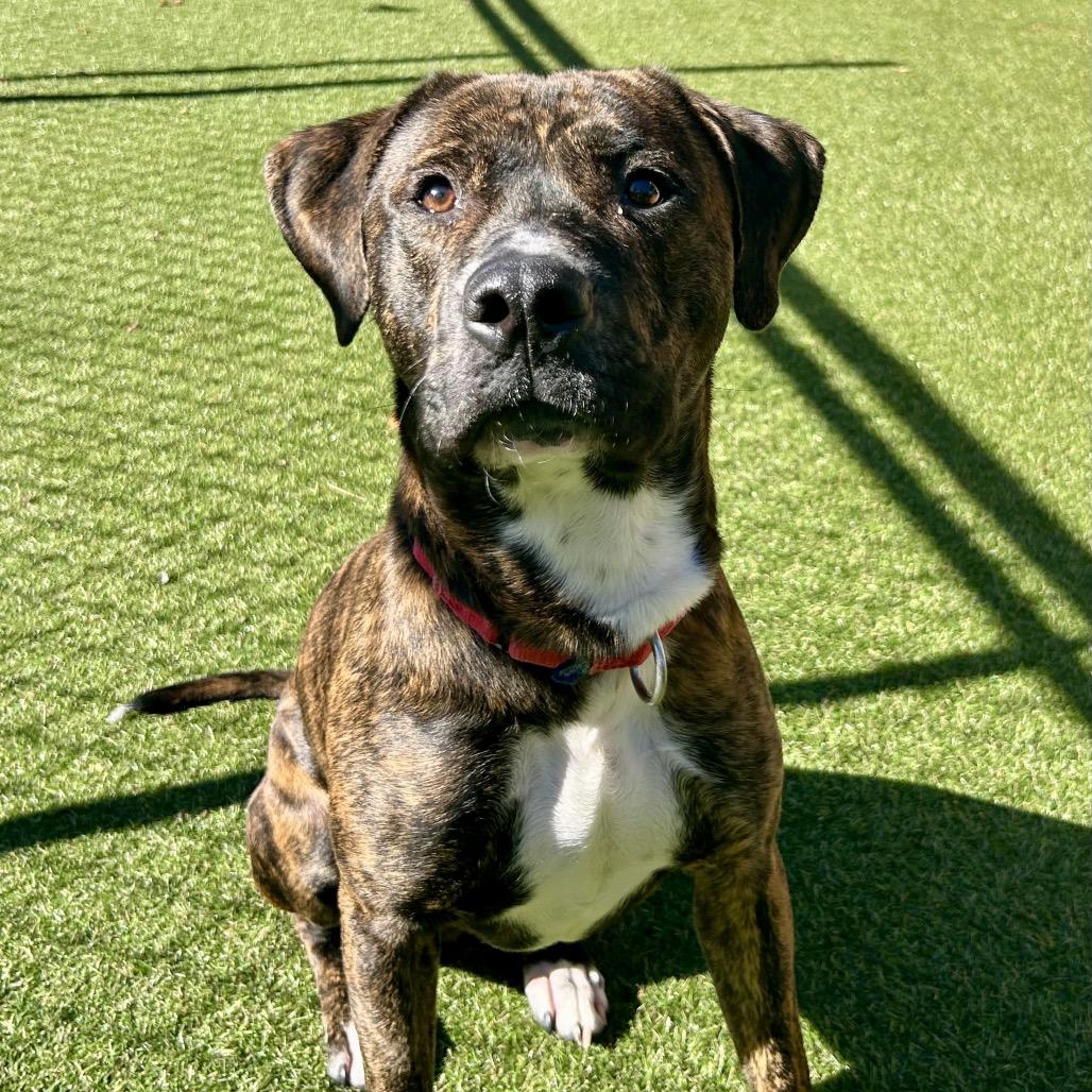 Caponie, a Adoptable Mixed Breed in Asheville, NC image 4/6
