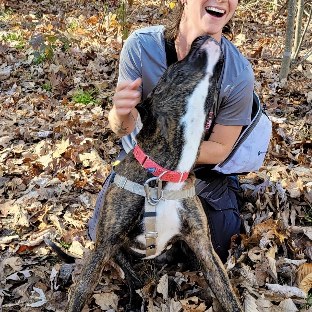 Caponie, a Adoptable Mixed Breed in Asheville, NC image 5/6