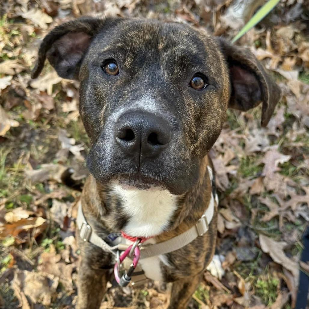 Caponie, a Adoptable Mixed Breed in Asheville, NC image 6/6