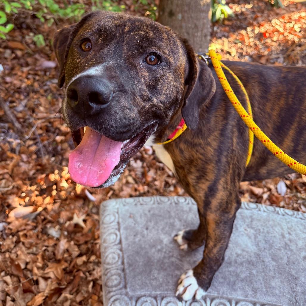 Caponie, a Adoptable Mixed Breed in Asheville, NC image 5/6