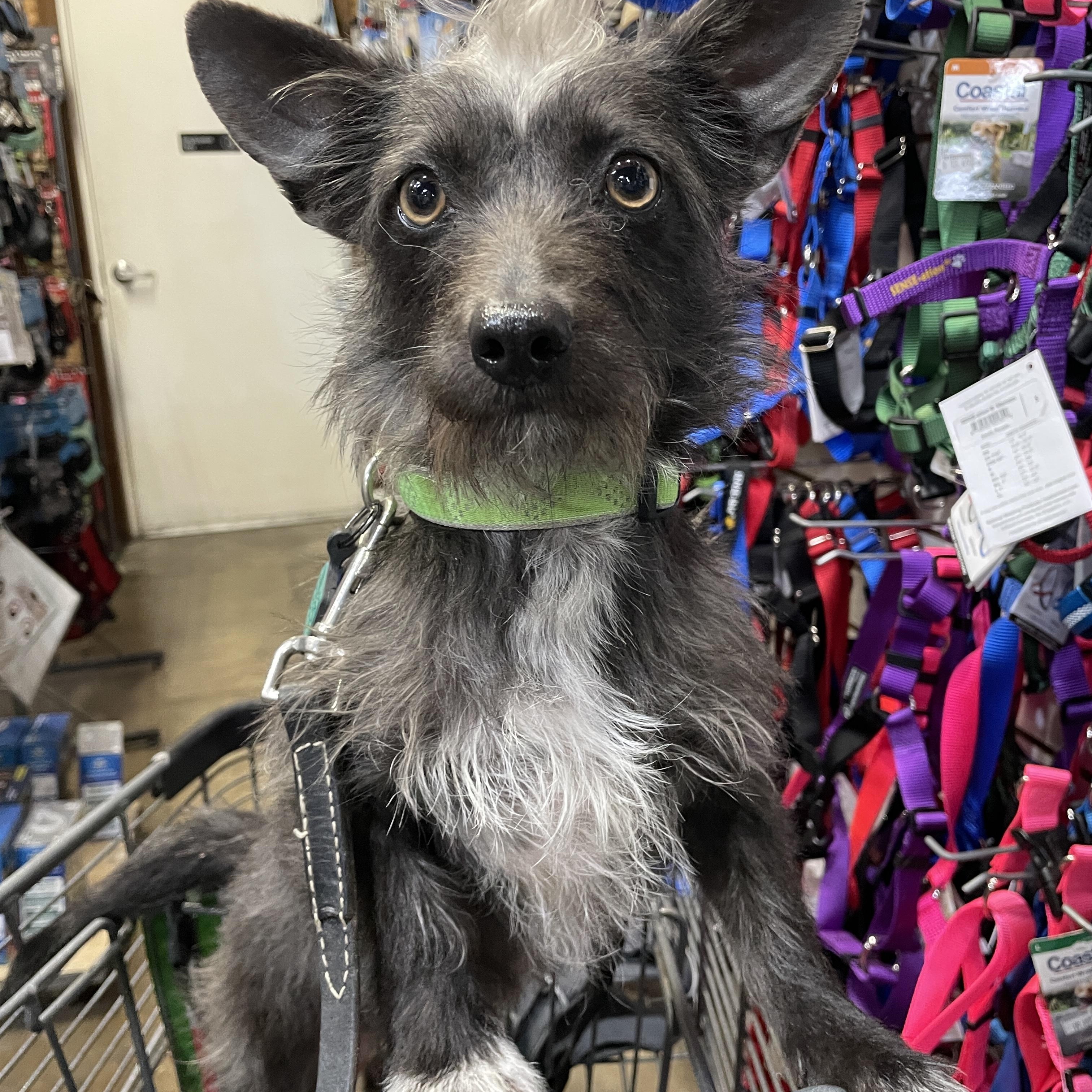 Lucy, Adoptable, Young Female Yorkshire Terrier & Scottish Terrier.
