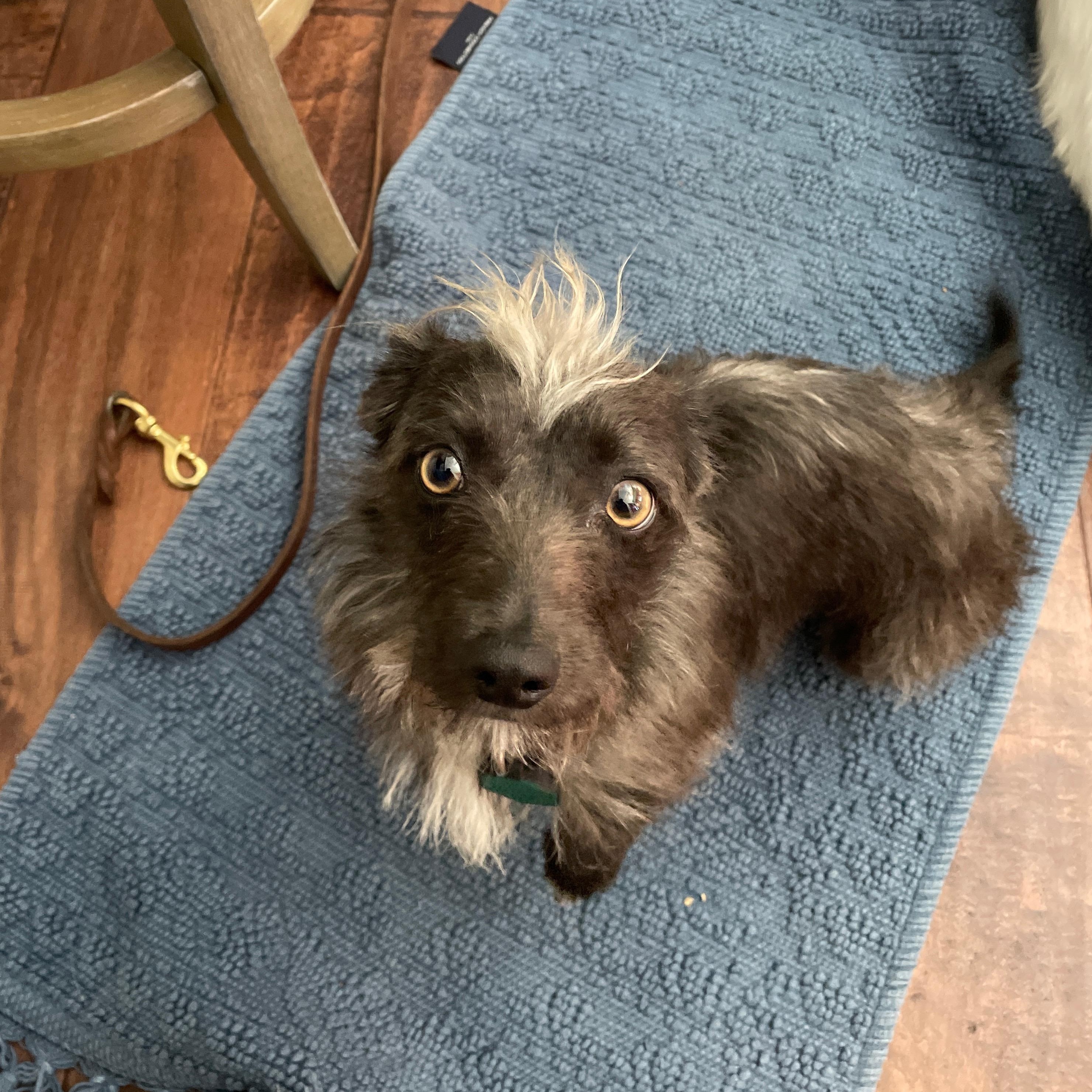 Enlarge Lucy, a Adoptable mixed breed in Mill Valley, CA image 2/4