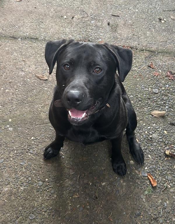 Enlarge Sir Lunch-A-Lot (mcas), a Adoptable mixed breed in Troutdale, OR image 1/2