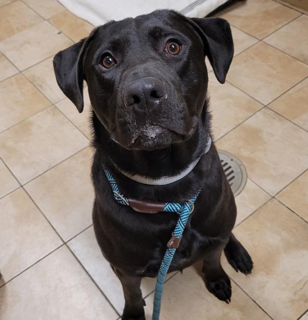 Enlarge Sir Lunch-A-Lot (mcas), a Adoptable mixed breed in Troutdale, OR image 2/2