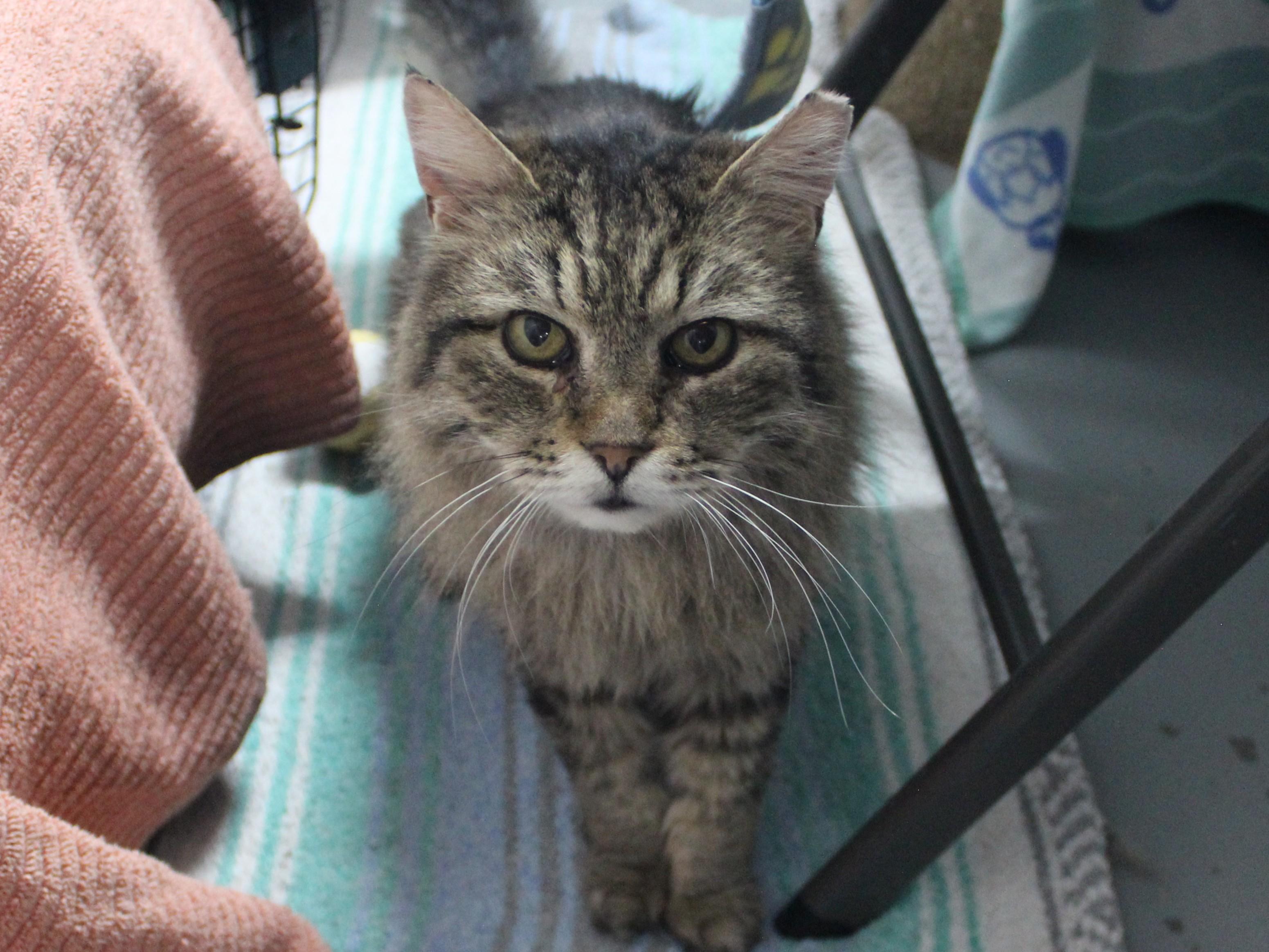 Enlarge Reggie, a ADOPTABLE Domestic Long Hair in Missoula, MT image 1/1