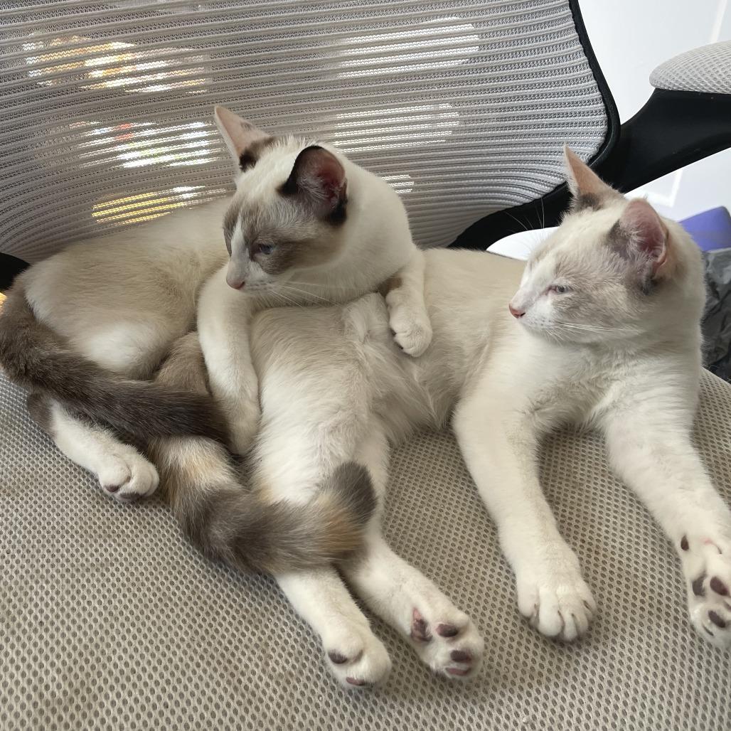 Kirby, Adoptable, Young Female Siamese & Snowshoe.