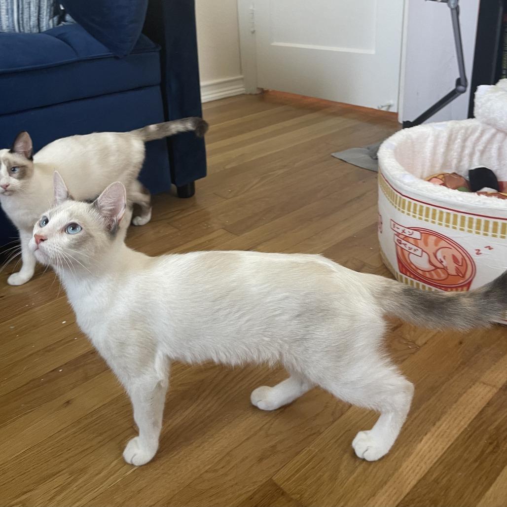 Enlarge Kirby, a Adoptable mixed breed in Agoura Hills, CA image 2/6