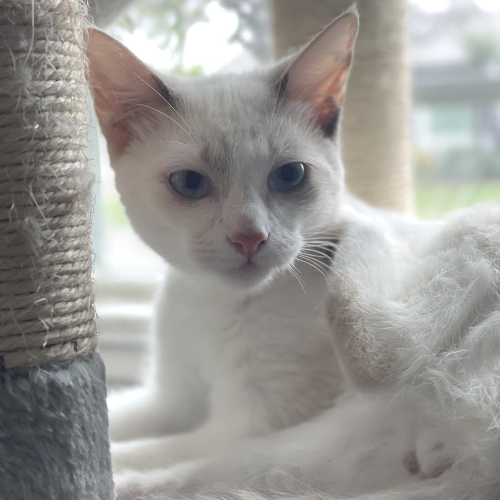 Enlarge Kirby, a Adoptable mixed breed in Agoura Hills, CA image 3/6