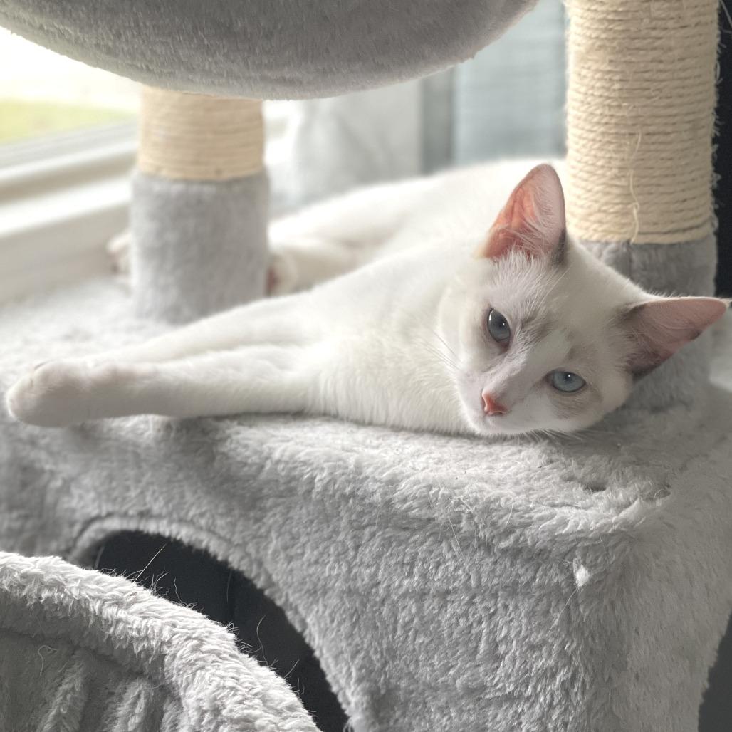 Enlarge Kirby, a Adoptable mixed breed in Agoura Hills, CA image 5/6