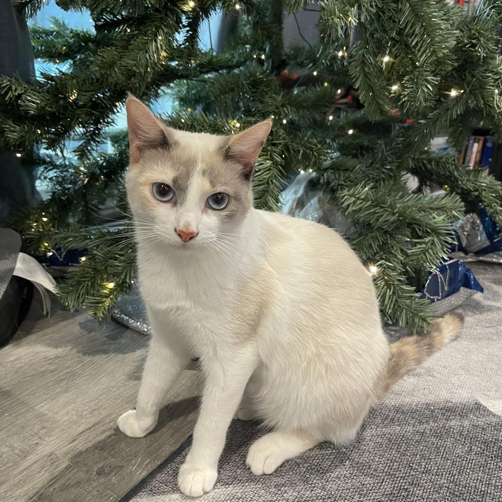 Enlarge Kirby, a Adoptable mixed breed in Agoura Hills, CA image 6/6