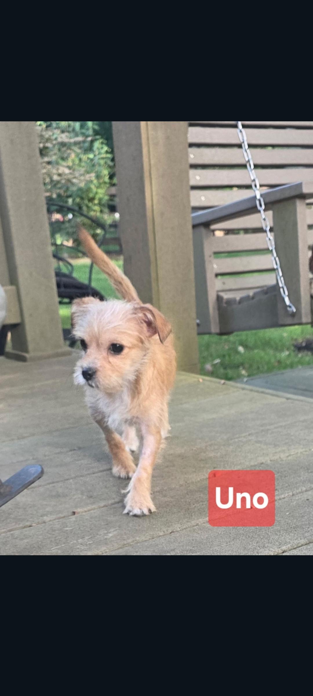 Uno (Judy's 2 Chis 1) photo