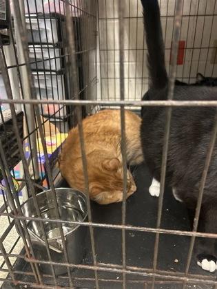 Ginger — thumbnail 2