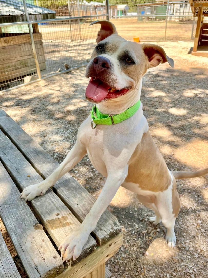 Sweetie, a Adoptable mixed breed in Bulverde, TX image 1/5