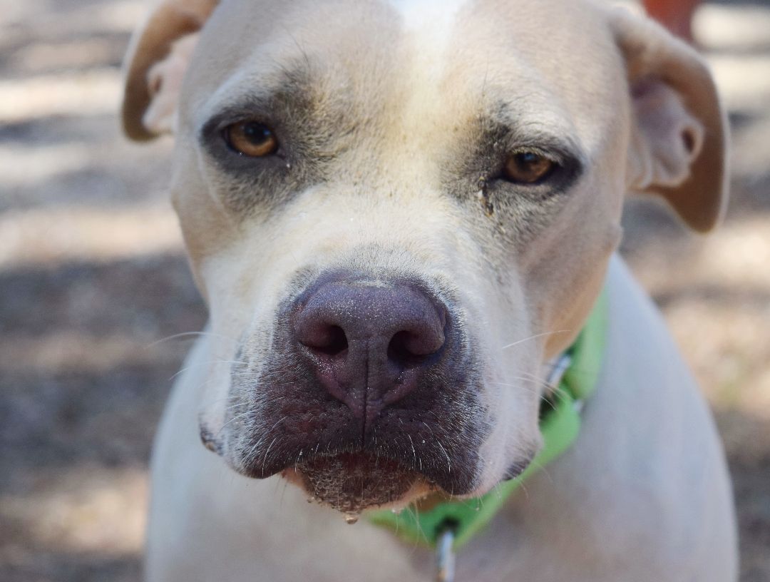 Sweetie, a Adoptable mixed breed in Bulverde, TX image 2/5