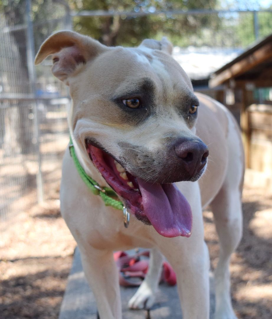 Sweetie, a Adoptable mixed breed in Bulverde, TX image 3/5