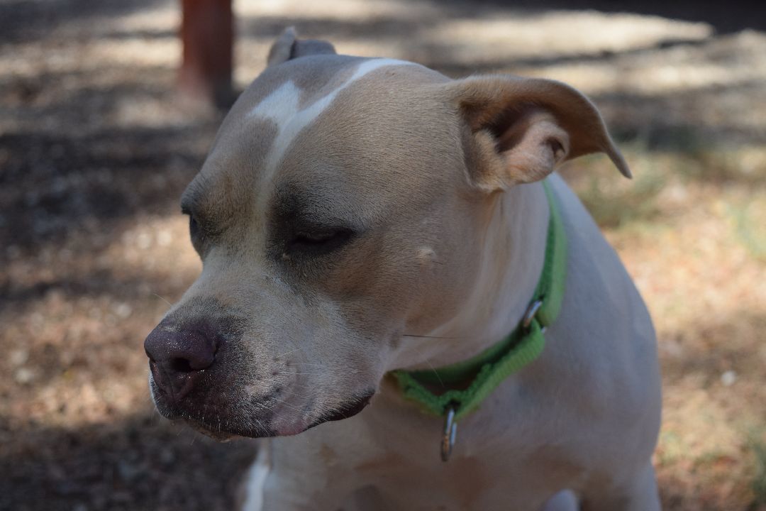 Sweetie, a Adoptable mixed breed in Bulverde, TX image 4/5