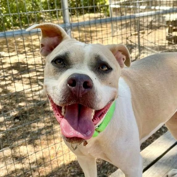 Sweetie, a Adoptable mixed breed in Bulverde, TX image 5/5