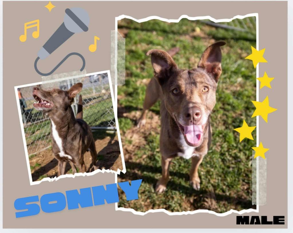 Enlarge Sonny, a Adoptable mixed breed in Blountville, TN image 1/1