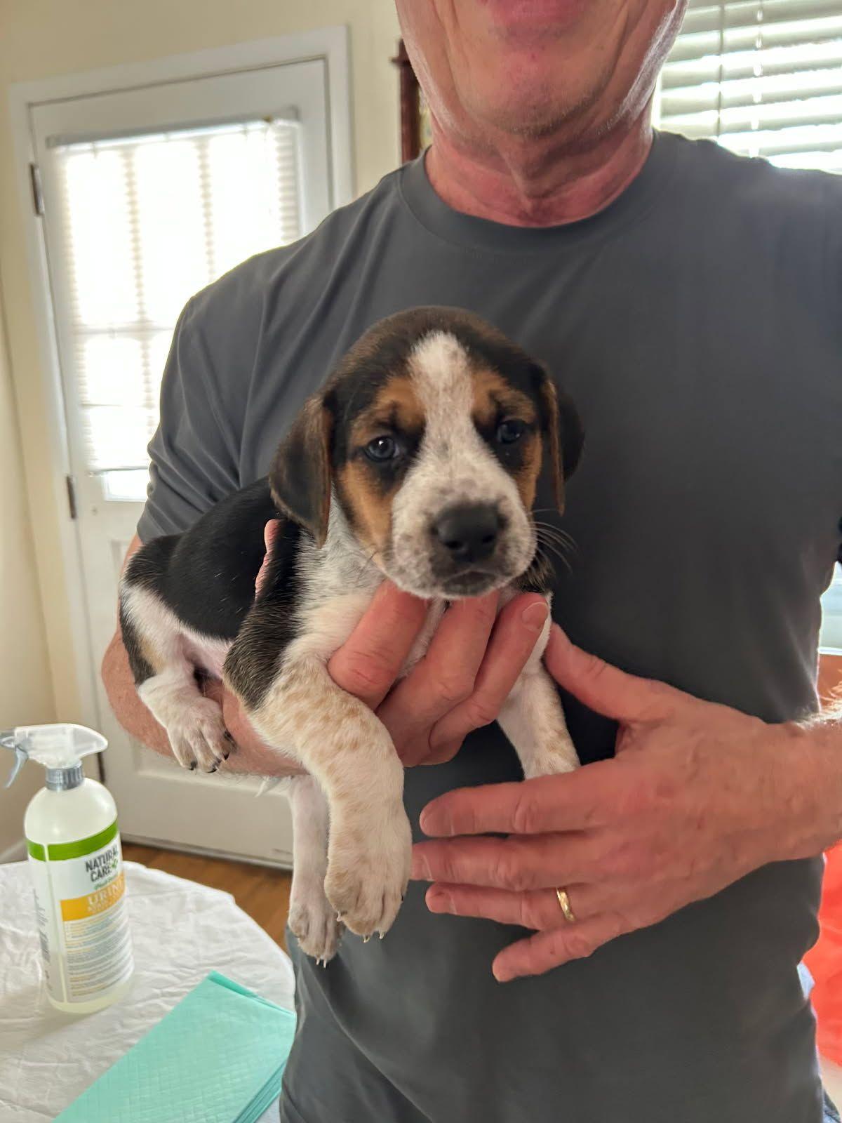 Cesar, Baby Male Beagle