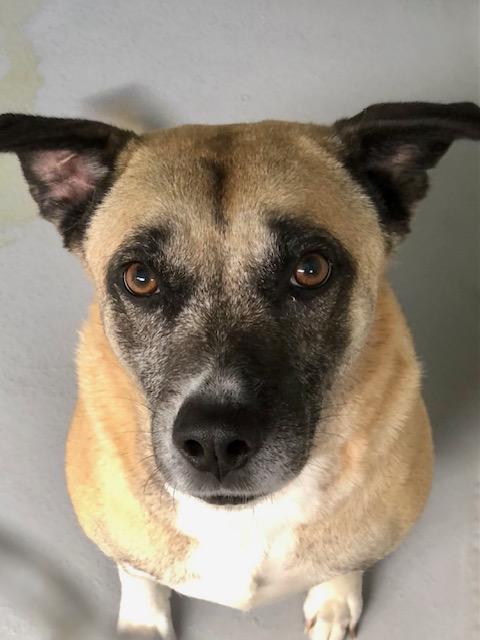 Aggie, Adult Female Labrador Retriever