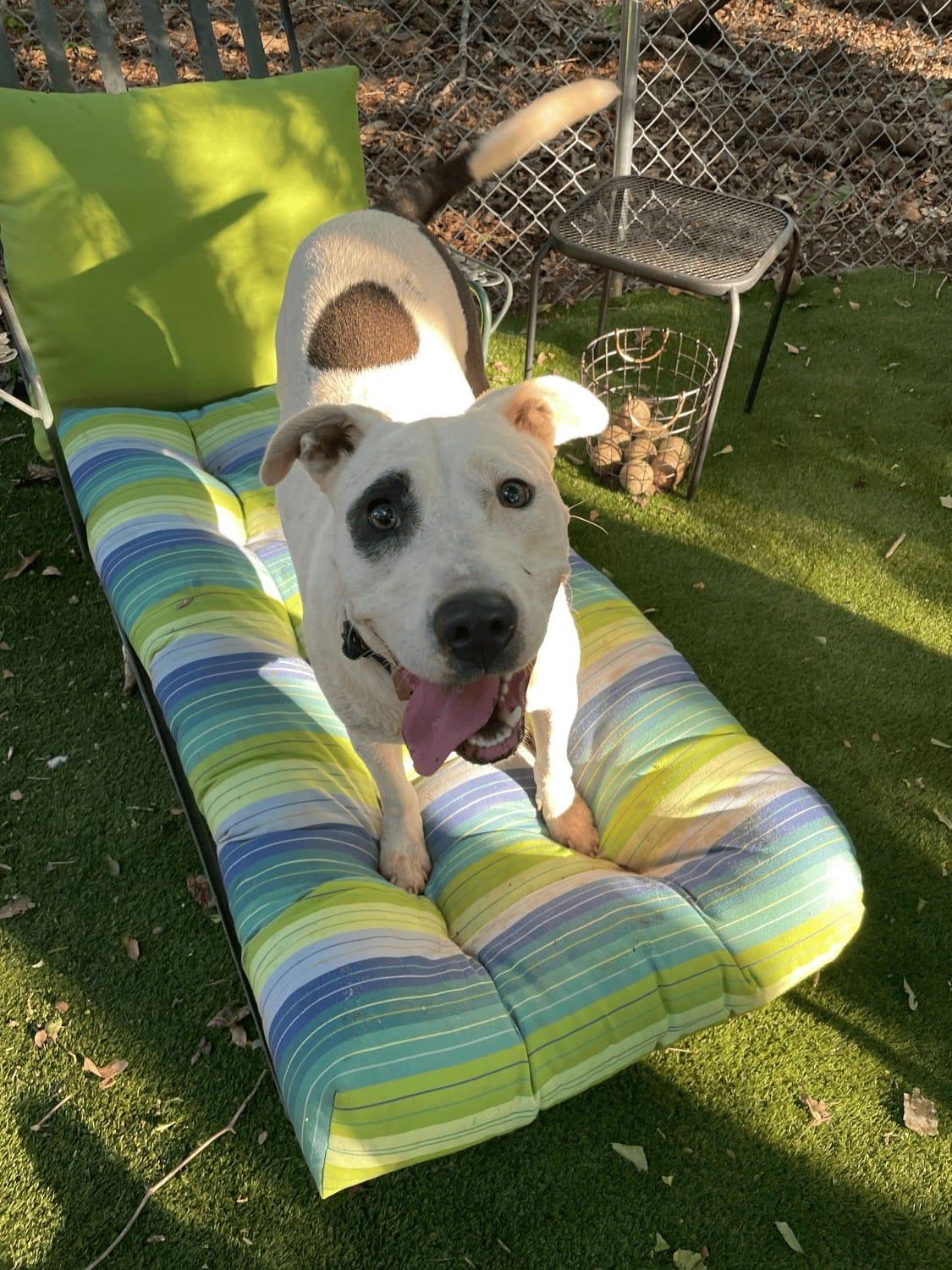 Panda, Adoptable, Young Female Terrier.