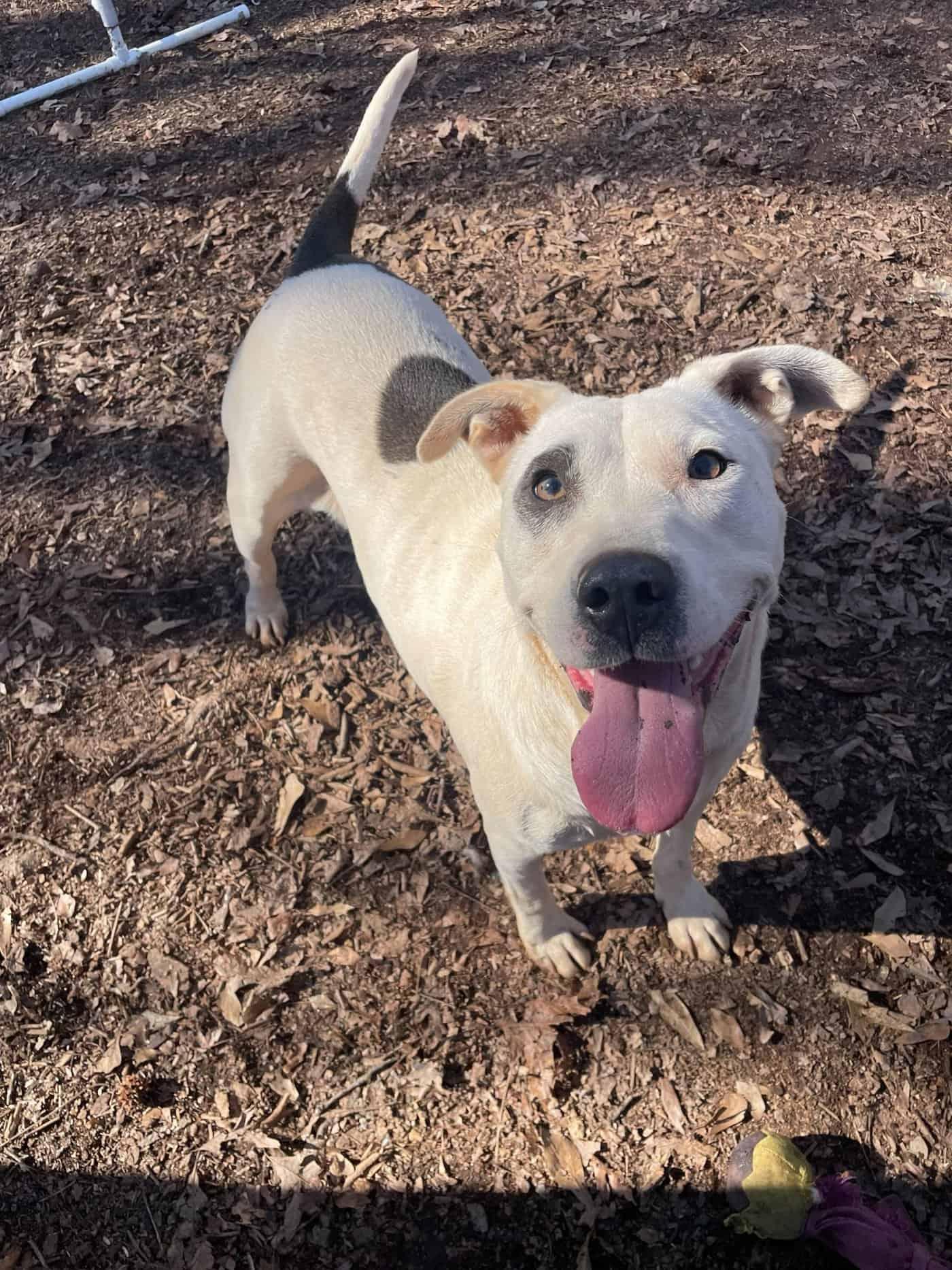 Enlarge Panda, a Adoptable Terrier in Greenville, SC image 2/3