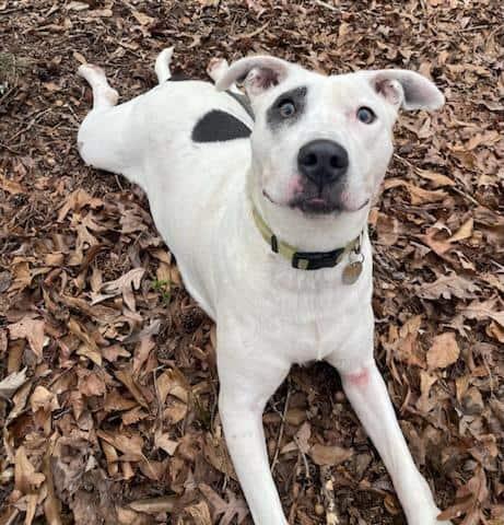 Enlarge Panda, a Adoptable Terrier in Greenville, SC image 3/3