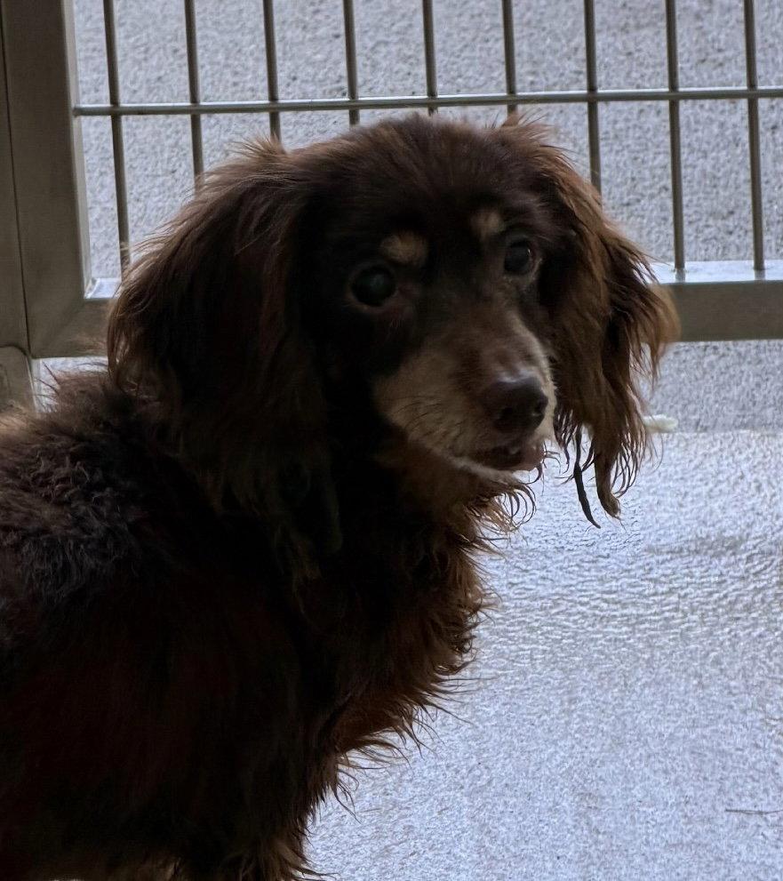 Brownie, a Adoptable Dachshund in Pearland, TX image 1/2
