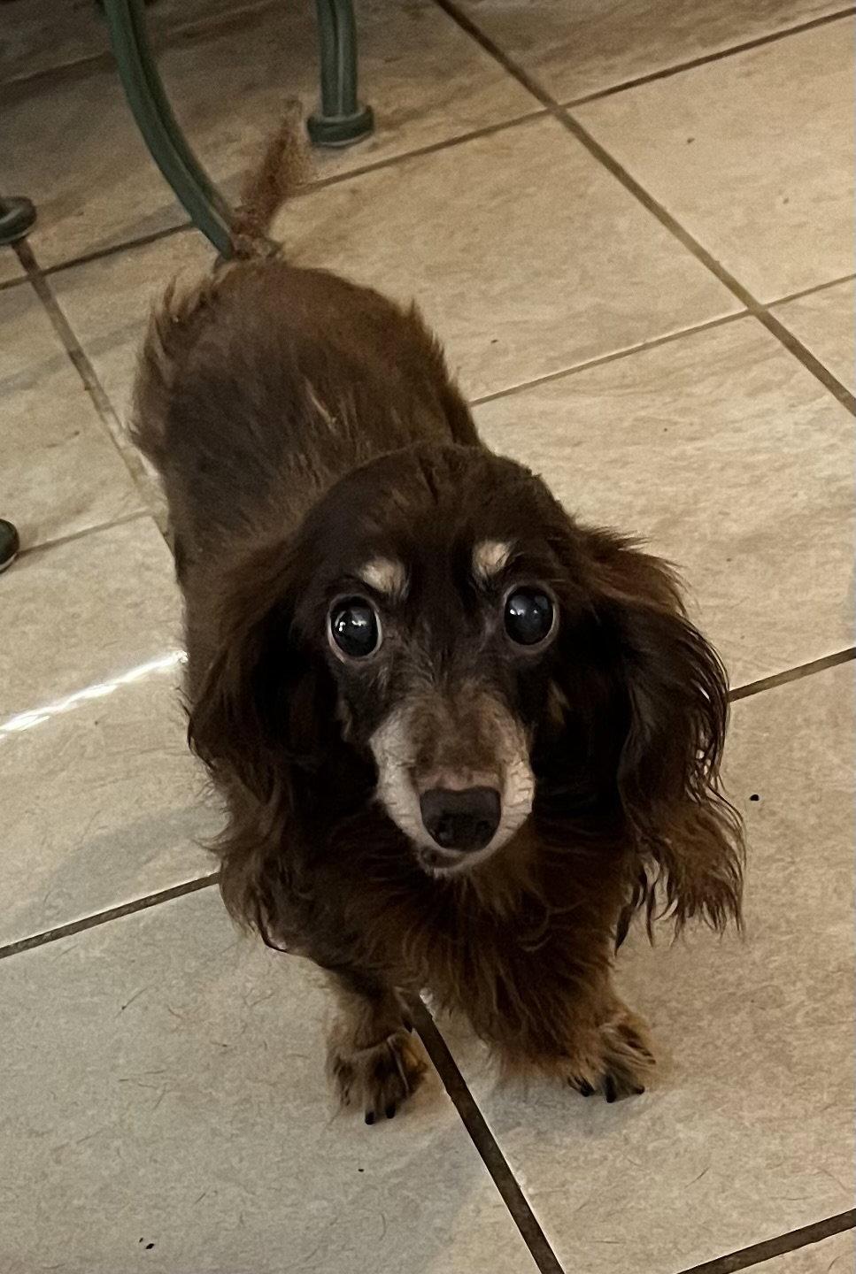 Brownie, Adoptable, Senior Female Dachshund.