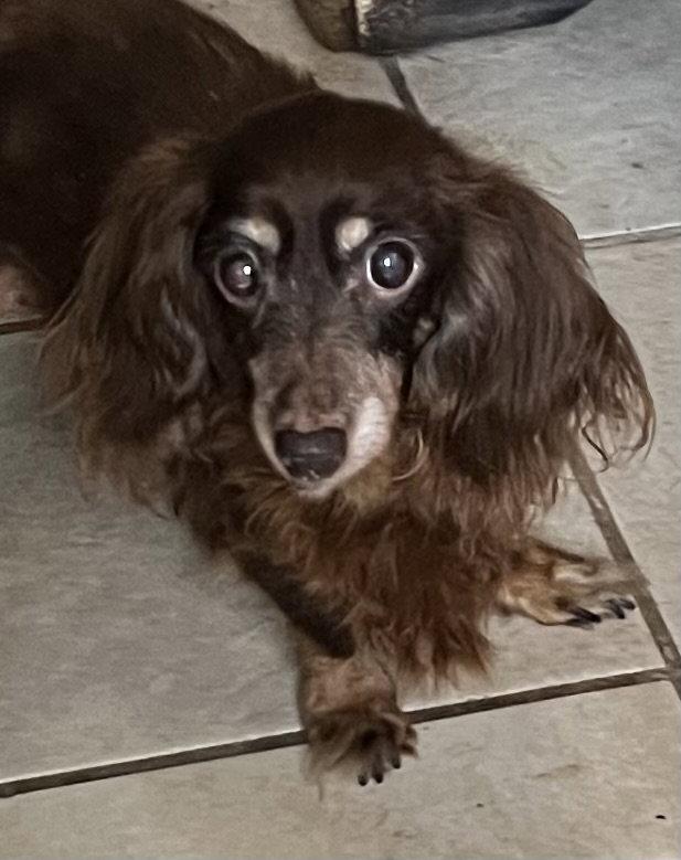 Enlarge Brownie, a Adoptable Dachshund in Pearland, TX image 2/3