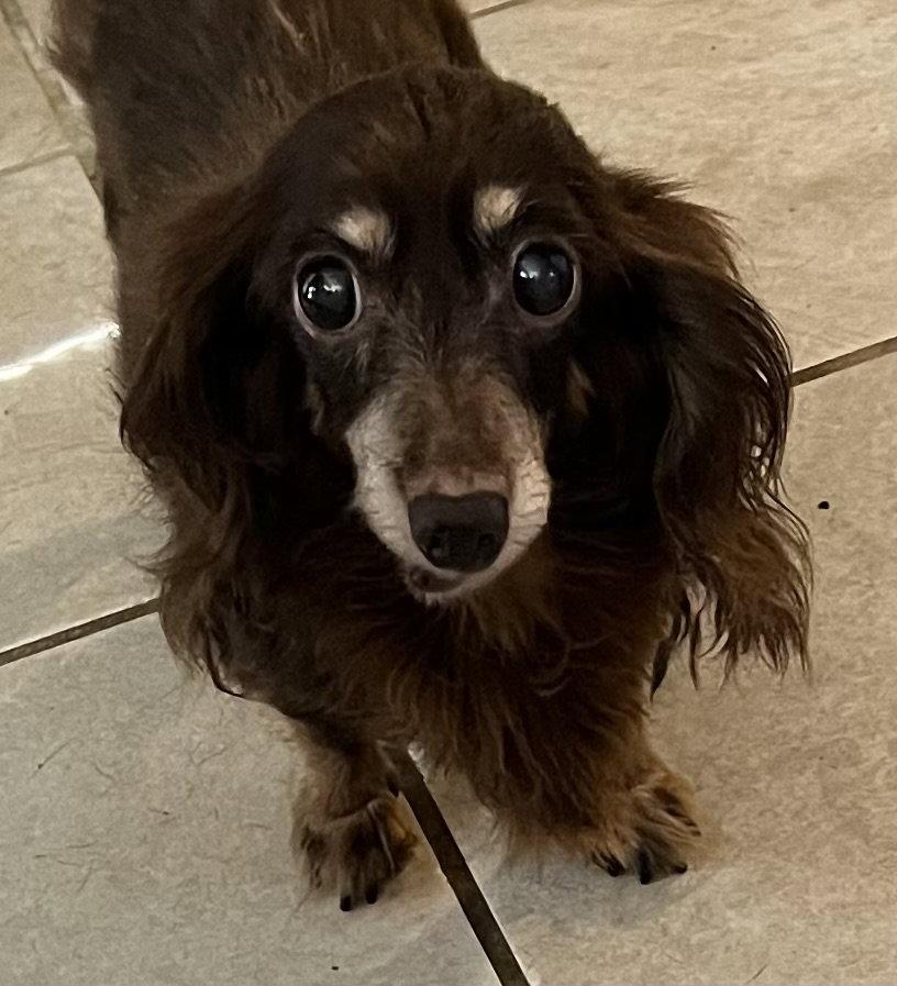 Enlarge Brownie, a Adoptable Dachshund in Pearland, TX image 3/3