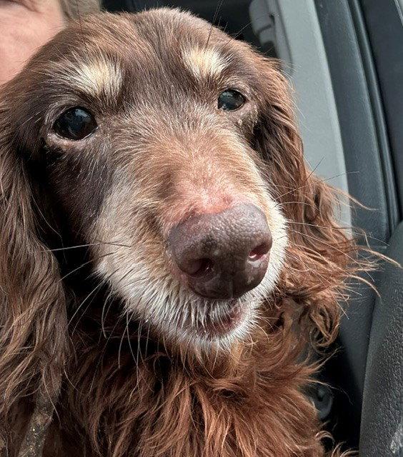 Brownie, a Adoptable Dachshund in Pearland, TX image 2/2
