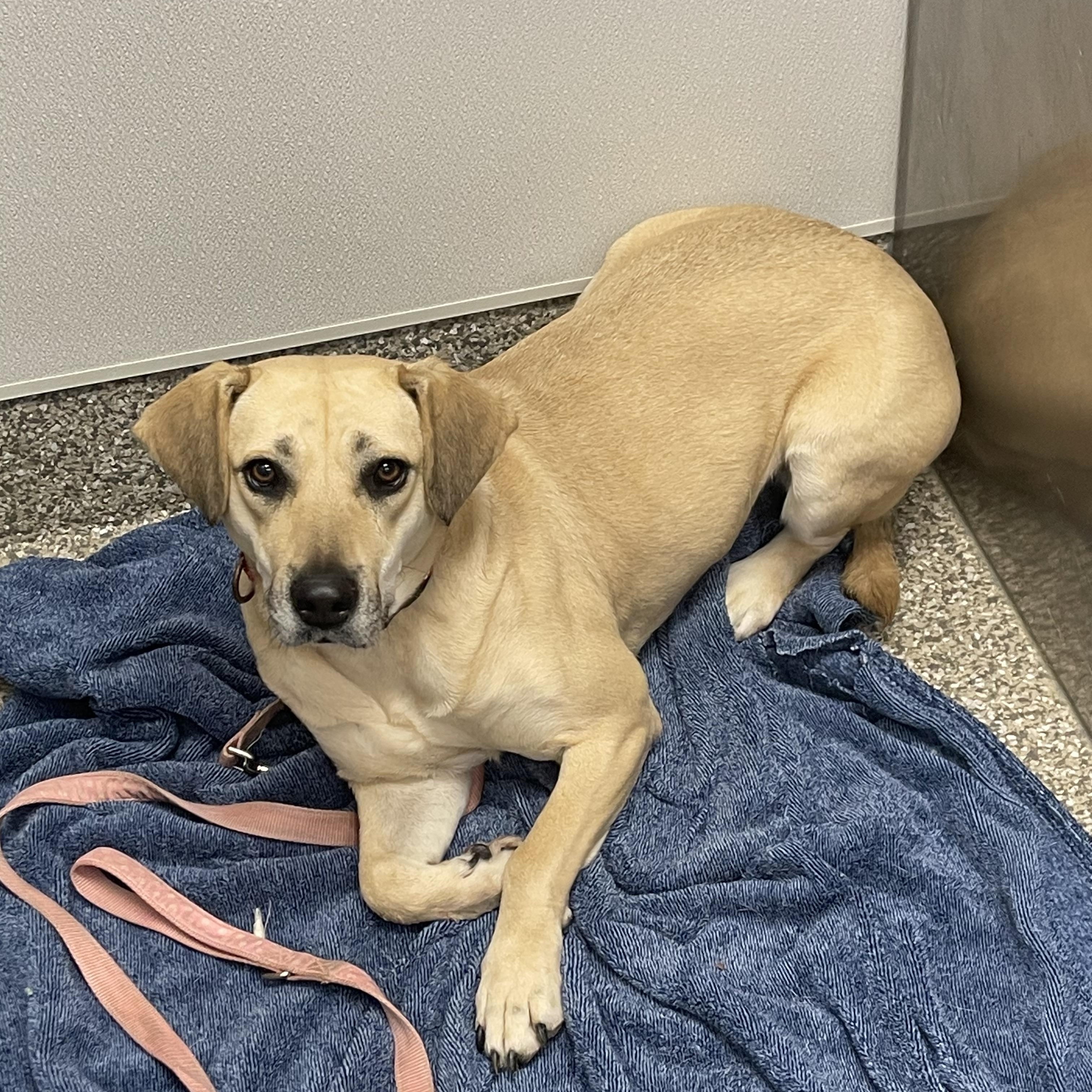 Byrdee, a Adoptable mixed breed in Eureka, MO image 1/3