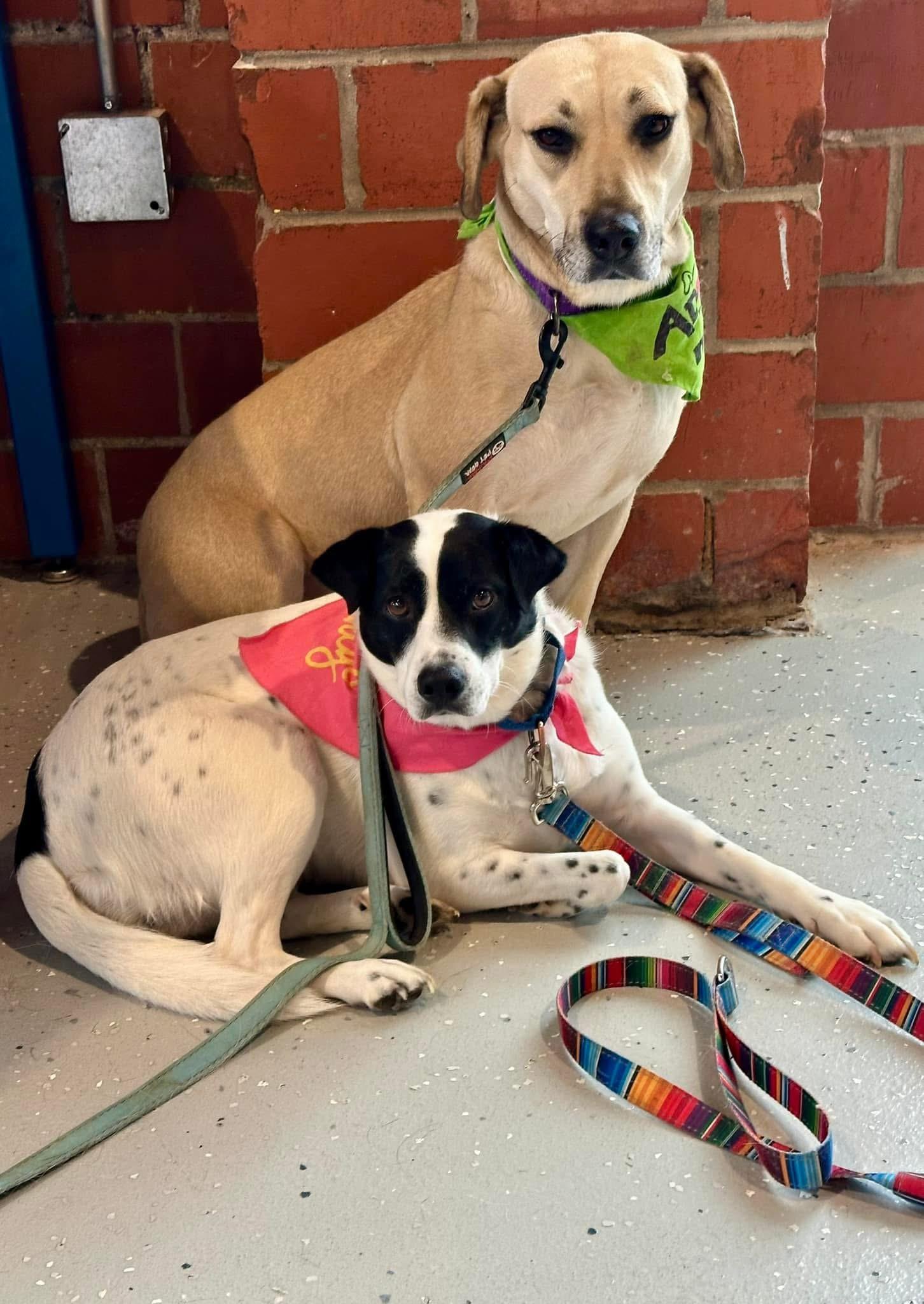 Byrdee, a Adoptable mixed breed in Eureka, MO image 2/3