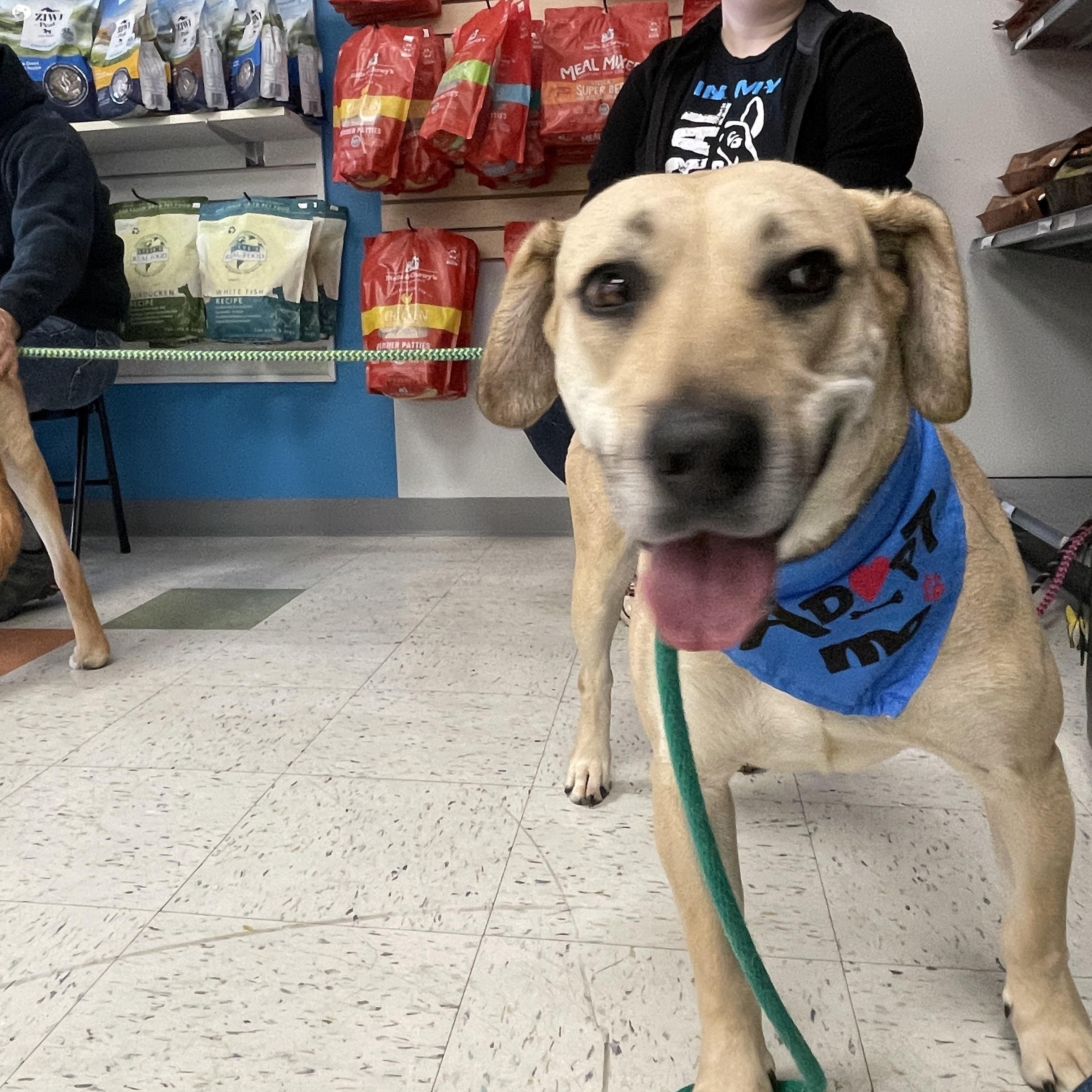 Byrdee, a Adoptable mixed breed in Eureka, MO image 3/3
