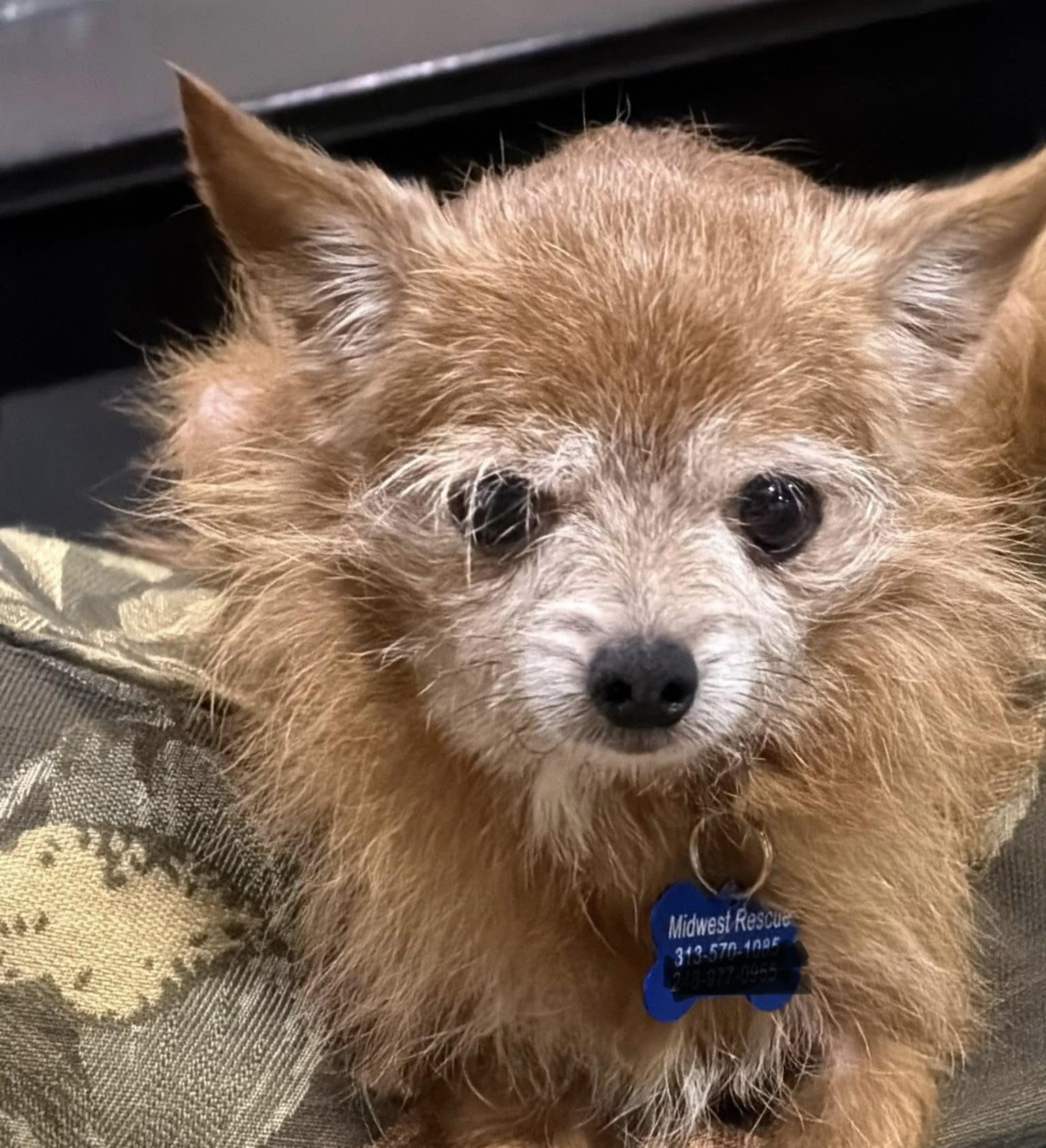 Enlarge Fizzy and Groot, an adoptable mixed breed in Grosse Pointe Park, MI image 6/6