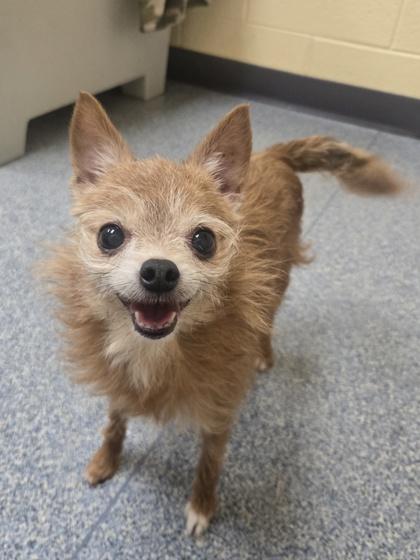 Enlarge Fizzy and Groot, an adoptable mixed breed in Grosse Pointe Park, MI image 2/6