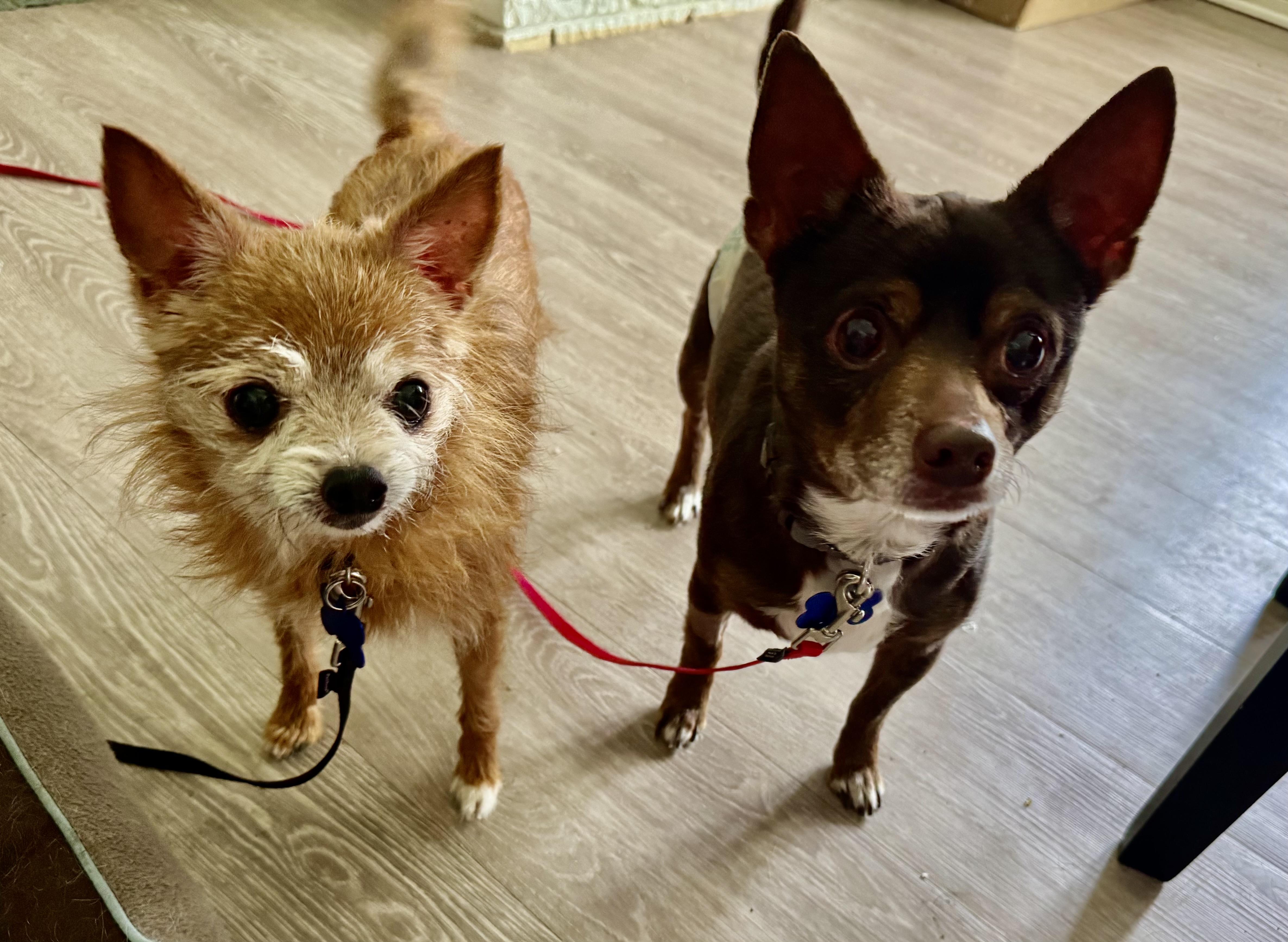 Fizzy and Groot, adoptable, Senior Female Chihuahua.