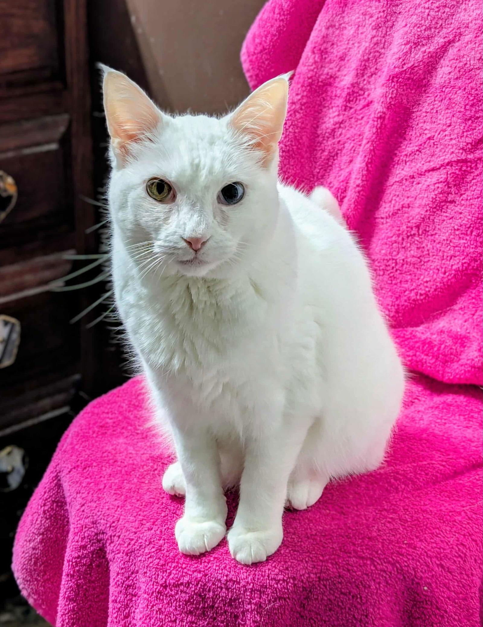 Alvie ⭐️, Adoptable, Adult Female Domestic Short Hair.